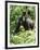 Mountain Gorilla with Baby on Back-Adrian Warren-Framed Premium Photographic Print