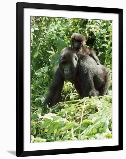 Mountain Gorilla with Baby on Back-Adrian Warren-Framed Premium Photographic Print