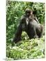 Mountain Gorilla with Baby on Back-Adrian Warren-Mounted Premium Photographic Print