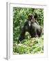 Mountain Gorilla with Baby on Back-Adrian Warren-Framed Photographic Print