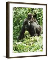 Mountain Gorilla with Baby on Back-Adrian Warren-Framed Photographic Print