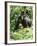 Mountain Gorilla with Baby on Back-Adrian Warren-Framed Photographic Print