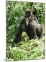 Mountain Gorilla with Baby on Back-Adrian Warren-Mounted Photographic Print