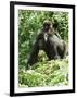 Mountain Gorilla with Baby on Back-Adrian Warren-Framed Photographic Print