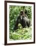 Mountain Gorilla with Baby on Back-Adrian Warren-Framed Photographic Print