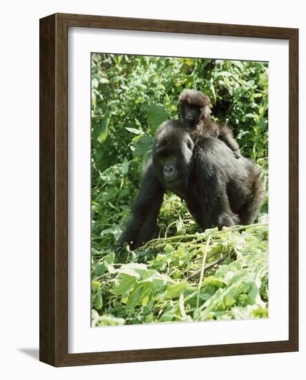 Mountain Gorilla with Baby on Back-Adrian Warren-Framed Photographic Print