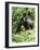 Mountain Gorilla with Baby on Back-Adrian Warren-Framed Photographic Print