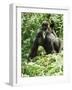 Mountain Gorilla with Baby on Back-Adrian Warren-Framed Photographic Print