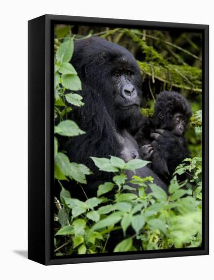 Mountain Gorilla with Her Young Baby, Rwanda, Africa-Milse Thorsten-Framed Stretched Canvas