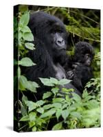 Mountain Gorilla with Her Young Baby, Rwanda, Africa-Milse Thorsten-Stretched Canvas