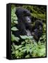 Mountain Gorilla with Her Young Baby, Rwanda, Africa-Milse Thorsten-Framed Stretched Canvas