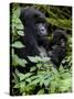 Mountain Gorilla with Her Young Baby, Rwanda, Africa-Milse Thorsten-Stretched Canvas