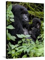 Mountain Gorilla with Her Young Baby, Rwanda, Africa-Milse Thorsten-Stretched Canvas