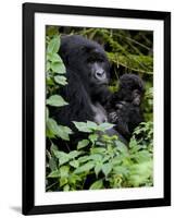 Mountain Gorilla with Her Young Baby, Rwanda, Africa-Milse Thorsten-Framed Premium Photographic Print