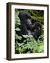 Mountain Gorilla with Her Young Baby, Rwanda, Africa-Milse Thorsten-Framed Photographic Print