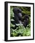Mountain Gorilla with Her Young Baby, Rwanda, Africa-Milse Thorsten-Framed Photographic Print