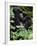 Mountain Gorilla with Her Young Baby, Rwanda, Africa-Milse Thorsten-Framed Photographic Print