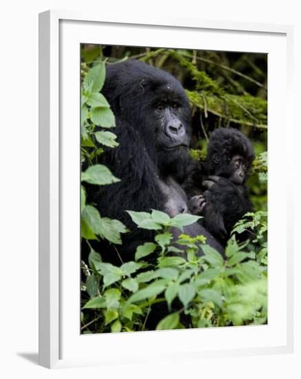 Mountain Gorilla with Her Young Baby, Rwanda, Africa-Milse Thorsten-Framed Photographic Print