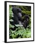 Mountain Gorilla with Her Young Baby, Rwanda, Africa-Milse Thorsten-Framed Photographic Print