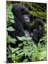 Mountain Gorilla with Her Young Baby, Rwanda, Africa-Milse Thorsten-Mounted Photographic Print
