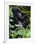 Mountain Gorilla with Her Young Baby, Rwanda, Africa-Milse Thorsten-Framed Photographic Print