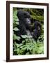 Mountain Gorilla with Her Young Baby, Rwanda, Africa-Milse Thorsten-Framed Photographic Print