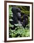 Mountain Gorilla with Her Young Baby, Rwanda, Africa-Milse Thorsten-Framed Photographic Print