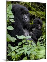 Mountain Gorilla with Her Young Baby, Rwanda, Africa-Milse Thorsten-Mounted Photographic Print