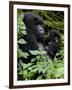 Mountain Gorilla with Her Young Baby, Rwanda, Africa-Milse Thorsten-Framed Photographic Print