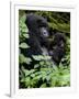 Mountain Gorilla with Her Young Baby, Rwanda, Africa-Milse Thorsten-Framed Photographic Print