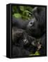 Mountain Gorilla with Her Young Baby, Rwanda, Africa-Milse Thorsten-Framed Stretched Canvas