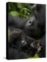 Mountain Gorilla with Her Young Baby, Rwanda, Africa-Milse Thorsten-Stretched Canvas