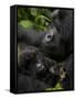 Mountain Gorilla with Her Young Baby, Rwanda, Africa-Milse Thorsten-Framed Stretched Canvas