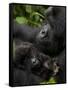 Mountain Gorilla with Her Young Baby, Rwanda, Africa-Milse Thorsten-Framed Stretched Canvas