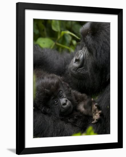 Mountain Gorilla with Her Young Baby, Rwanda, Africa-Milse Thorsten-Framed Premium Photographic Print