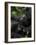 Mountain Gorilla with Her Young Baby, Rwanda, Africa-Milse Thorsten-Framed Photographic Print