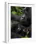 Mountain Gorilla with Her Young Baby, Rwanda, Africa-Milse Thorsten-Framed Photographic Print