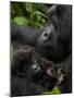 Mountain Gorilla with Her Young Baby, Rwanda, Africa-Milse Thorsten-Mounted Photographic Print