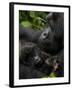 Mountain Gorilla with Her Young Baby, Rwanda, Africa-Milse Thorsten-Framed Photographic Print