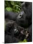 Mountain Gorilla with Her Young Baby, Rwanda, Africa-Milse Thorsten-Mounted Photographic Print