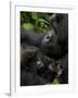 Mountain Gorilla with Her Young Baby, Rwanda, Africa-Milse Thorsten-Framed Photographic Print