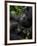 Mountain Gorilla with Her Young Baby, Rwanda, Africa-Milse Thorsten-Framed Photographic Print