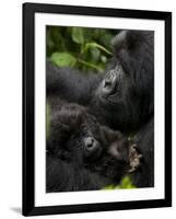 Mountain Gorilla with Her Young Baby, Rwanda, Africa-Milse Thorsten-Framed Photographic Print