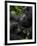 Mountain Gorilla with Her Young Baby, Rwanda, Africa-Milse Thorsten-Framed Photographic Print