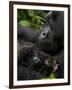 Mountain Gorilla with Her Young Baby, Rwanda, Africa-Milse Thorsten-Framed Photographic Print