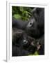 Mountain Gorilla with Her Young Baby, Rwanda, Africa-Milse Thorsten-Framed Photographic Print