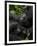 Mountain Gorilla with Her Young Baby, Rwanda, Africa-Milse Thorsten-Framed Photographic Print