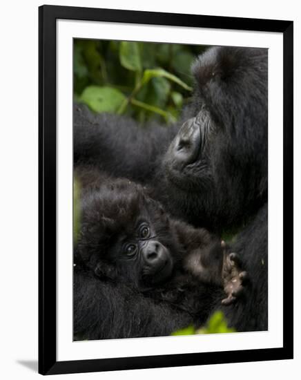 Mountain Gorilla with Her Young Baby, Rwanda, Africa-Milse Thorsten-Framed Photographic Print