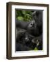 Mountain Gorilla with Her Young Baby, Rwanda, Africa-Milse Thorsten-Framed Photographic Print