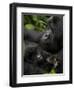 Mountain Gorilla with Her Young Baby, Rwanda, Africa-Milse Thorsten-Framed Photographic Print